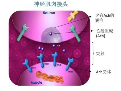 乙酰基六肽-8/阿基瑞林图3